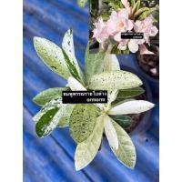 ราคา ชวนชมใบด่าง-ชมพูพรรณรายใบด่าง ดอกซ้อนสีชมพู (20153571752)