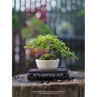 ราคา บอนไซหูกระจง แผ่บารมี (43761693765)