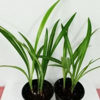 ราคา ว่านเศรษฐีน้ำเต้าทอง ว่านมงคลดอกสวย จำหน่ายพร้อมกระถาง4นิ้ว กระถางละ 3-4 ต้น (5340278612)