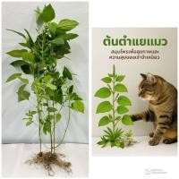 ราคา หญ้าแมว ,ต้นตำแยแมว ,ต้นกัญชาแมว ใช้แล้วแมวมีความสุข (51900634147)