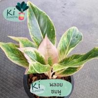 ราคา ต้นพลอยชมพู ต้นไม้มงคล ต้นไม้จิ๋ว (16001291747)