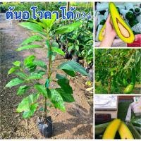 ราคา ต้นอโวคาโด034 ต้นพันธุ์ทาบกิ่ง ต้นสวยพร้อมปลูก (40606511206)