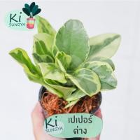 ราคา ต้นเปเปอร์ด่าง ต้นไม้มงคล ต้นไม้จิ๋ว (15951820360)