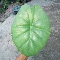 ราคา บอนหูช้างหรือบอนกระดาษป่าภาคใต้ (12127775571)