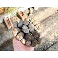 ราคา ไลทอป Lithops เมล็ดไลทอป ถูกสุดๆ❗️❗️ #1 (3649581138)