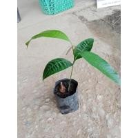 ราคา ต้นพันธุ์ มะปราง เพาะเมล็ด 29 บาท ผลไม้ที่มีรสหวาน Marian Plum , Plum Mango มะปรางหวาน (26014065721)