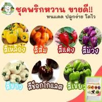 ราคา เมล็ดพันธุ์ รวม ชุด พริกหวาน ขายดีที่สุด ปลูกง่าย /พริกหวานสีเหลือง/สีส้ม/สีแดง/สีม่วง ไม่กลายพันธุ์ นำเข้าจากต่างประเทศ (5790393258)