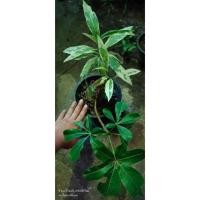 ราคา ต้นเบาบับ เบาบับ สามสายพันธ์ุในต้นเดียว เบาบับซาด่าง เบาบับดิจิตาต้า เบาบับมาดากัสก้าดอกแดง ต้นตามภาพ (29892684020)