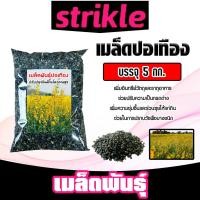 ราคา เมล็ดพันธุ์ปอเทือง งอกสูง บรรจุ 5กิโลกรัม เมล็ดปอเทือง ดอกปอเทือง เม็ดปอเทือง ต้นปอเทือง พันธุ์ปอเทือง เม็ดพันธุ์ปอเทือ (27265466960)