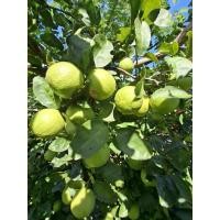 ราคา มะนาวแปนพิจิตร 1 กิโล (40318571915)