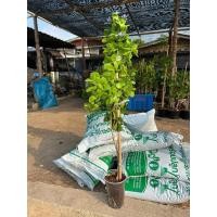 ราคา ต้นแก้วเจ้าจอมพันธุ์ผสม 4+6 (10)ใบ (กิ่งตอนสูง 50-70ซม) ค่ะ (43252565175)