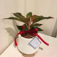 ราคา ต้นแสงเงินแสงทอง ต้นอะโกลนีมา ต้นไม้มงคล (19165964991)