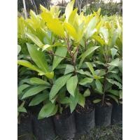 ราคา ต้นพิลังกาสา สรรพคุณมากมาย ไม้หายาก (11300390402)