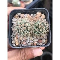 ราคา ช้าง แคคตัส กระบองเพชร กระถาง 2 นิ้ว มีคำหนิแผล 1 ต้น (29321230780)