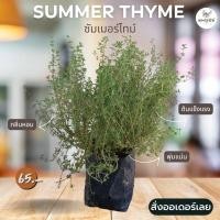 ราคา ต้นซัมเมอร์ไทม์ Summer Thyme #ไทม์ #สมุนไพรฝรั่ง (5666152875)