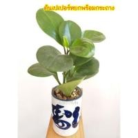 ราคา ต้นเปเปอร์หยก พร้อมกระถาง (4519295995)