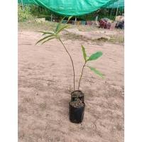 ราคา ต้นพันธุ์ ต้นมั่งมี พร้อมปลูกต้นละ 49 บาท ต้นมั่งมี (เฉียงพร้านางแอ) (47053592317)