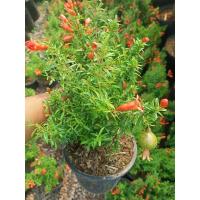 ราคา ต้นทับทิมแคระมงคล ปลูเสริมฮวงจุ้ย เสริมมงคลใก้กับชีวิต กระถ่าง6นิ้ว (9126327869)