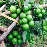 ราคา มะนาวแป้นบ้านแพ้วลูกโคตรดกกิ่งชำลงดินเรียบร้อยรากเดินดี1 ถุง 1 กิ่งตอน (40020497239)