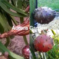 ราคา กิ่งพันธุ์แก้วมังกร พันธุ์นำเข้า หายาก Black Dragon พันธุ์แท้ 100% (16368398706)