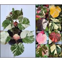 ราคา ต้นโพธิ์ 7 สี หรือ ต้นโพธิ์ทะเลด่าง (Thespesia populnea variegated) (15429540041)