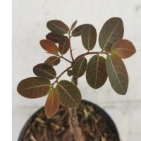 ราคา มะยมแดง ไม้บอนไซ ไม้ประดับ ไม้แคระ มะยมเงินมะยมทอง (8475059734)