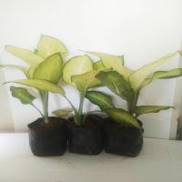 ราคา ต้นแสงจันทรา Dieffenbachia sp. อโกลนีมา เศรษฐีโพธิ์ทอง ไม้มงคลฟอกอากาศ นำโชคลาภ (4397233769)