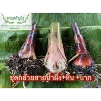 ราคา ชุดหน่อกล้วยสายน้ำผึ้ง กล้วยหิน กล้วยนาก (13830186937)