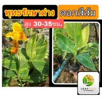 ราคา พุทธรักษาด่าง ดอกสีส้ม สูง 30-35ซม. รากเต็ม รากทะลุถุงดำ พุทธรักษา ต้นพุทธรักษา (13671237380)