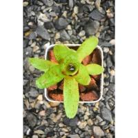 ราคา สับปะรดสีขนาดเล็ก1ต้น (8667263909)