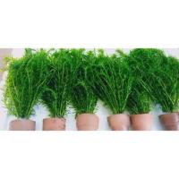 ราคา สาหร่ายหางกระรอกใส่กระถางตกแต่งตู้ (43006272183)