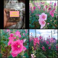 ราคา 100เมล็ดx4ซอง) เมล็ด ฮอลลี่ฮอค ดอกคละสี เมล็ดฮอลลี่ฮอค ฮอลลี่ฮ็อค ฮอลลี่ฮ็อค Hollyhock สวนบนดอย (19605448945)
