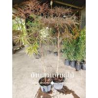 ราคา ต้นหูกระจงแดง ต้นสูง 1.3-1.5 เมตร กระถาง 10 นิ้ว (26290730226)