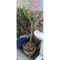 ราคา กล้วยด่างฟลอริด้า หน่อชำ30วัน พร้อมส่ง (21885734801)