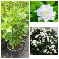 ราคา ต้นพุดซ้อน ดอกหอมมาก กระถาง 10 นิ้ว (26956111929)