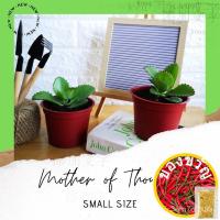 ราคา แม่ของหลายพัน-พืช Kalปลากะตักที่หายาก-กระถาง-กระถางต้นไม้ขนาดเล็ก/กุหลาบ/โปซฟา/ปลากะพง/ปลากิน/กระโหลก/ พาด/เซล็อด/เนส PT (20859689061)