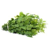 ราคา 5 เมล็ด ผักหวานป่า บวบกลม มะนอยอม มะนอยอ้ม มะยมป่า นางเย็น นางจุม ผักหวานเขา Melientha suavis Seeds (44123681972)