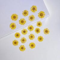 ราคา ดอกไม้แห้ง ดอกเดซี่ สีเหลือง | 15ดอก(1แผ่น) - สำหรับงาน DIY งานเรซิ่นและตกแต่งอื่นๆ (25425010671)