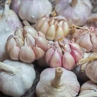 ราคา *-1-* กระเทียมจีน สดใหม่ ขนาดครึ่งกิโล คุณภาพดี กระเทียมปิงปอง กระเทียมจีนหัว ขาว เนื้อแน่น 500 กรัม (45653894896)