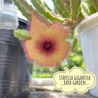ราคา เก๋งจีน เก๋งจีนดอกปลาดาว stapelia gigantea แคคตัส กระบองเพชร ไม้อวบน้ำ (20386562575)