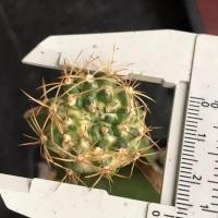 ราคา ยิมโนด่าง ยิมโนมาเบิ้ล ด่างกระจายสวยมาก (5642025621)