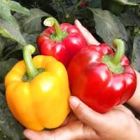 ราคา 100 เมล็ด พริกหวานคละสี เมล็ดพริกหวานคละสี พริกหวานสีม่วง พริกหวานสีเหลือง (46454925644)