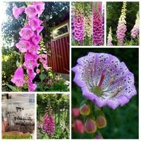 ราคา ขาย เมล็ด ถุงมือจิ้งจอก Dalmatian ถั่วลิสงลายเสือ (6960372823)