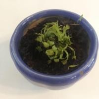 ราคา ต้นกาบหอยแครงพร้อมส่ง ราคาต้นละ 250 ส่งฟรีลทบ ค่า (4438095384)