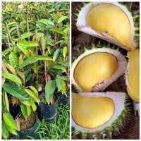 ราคา ต้นทุเรียน สายพันธุ์ นกกระจิบ ทาบกิ่ง พร้อมปลูก 8 นิ้ว ลำต้นสูง 70-80 ซม (6969002615)