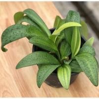 ราคา ว่านรวยไม่เลิกด่าง ว่านมงคลเสริมโชคลาภ (21382420012)