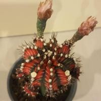 ราคา Cactusยิมโนด่างโคลนญี่ปุ่น (3632550540)