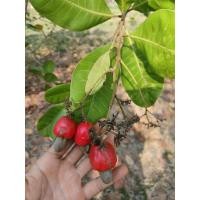 ราคา เมล็ดพันธุ์มะม่วงหิมพานต์ (22869796056)