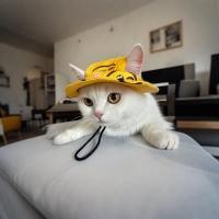 ราคา หมวกบักเก็ตสัตว์เลี้ยง ผ้าฝ้าย ปรับเป็ดน้อย สีเหลือง เปิดหู แฟชั่นน่ารัก สำหรับสุนัข แมว (43905379579)