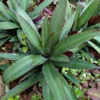 ราคา ว่านกาบหอย 5แถม1 ต้นไม้ปลูกตามทางเดิน พืชคลุมดิน ว่านกาบหอยแครง ต้นกาบหอย boat lily (12260141246)